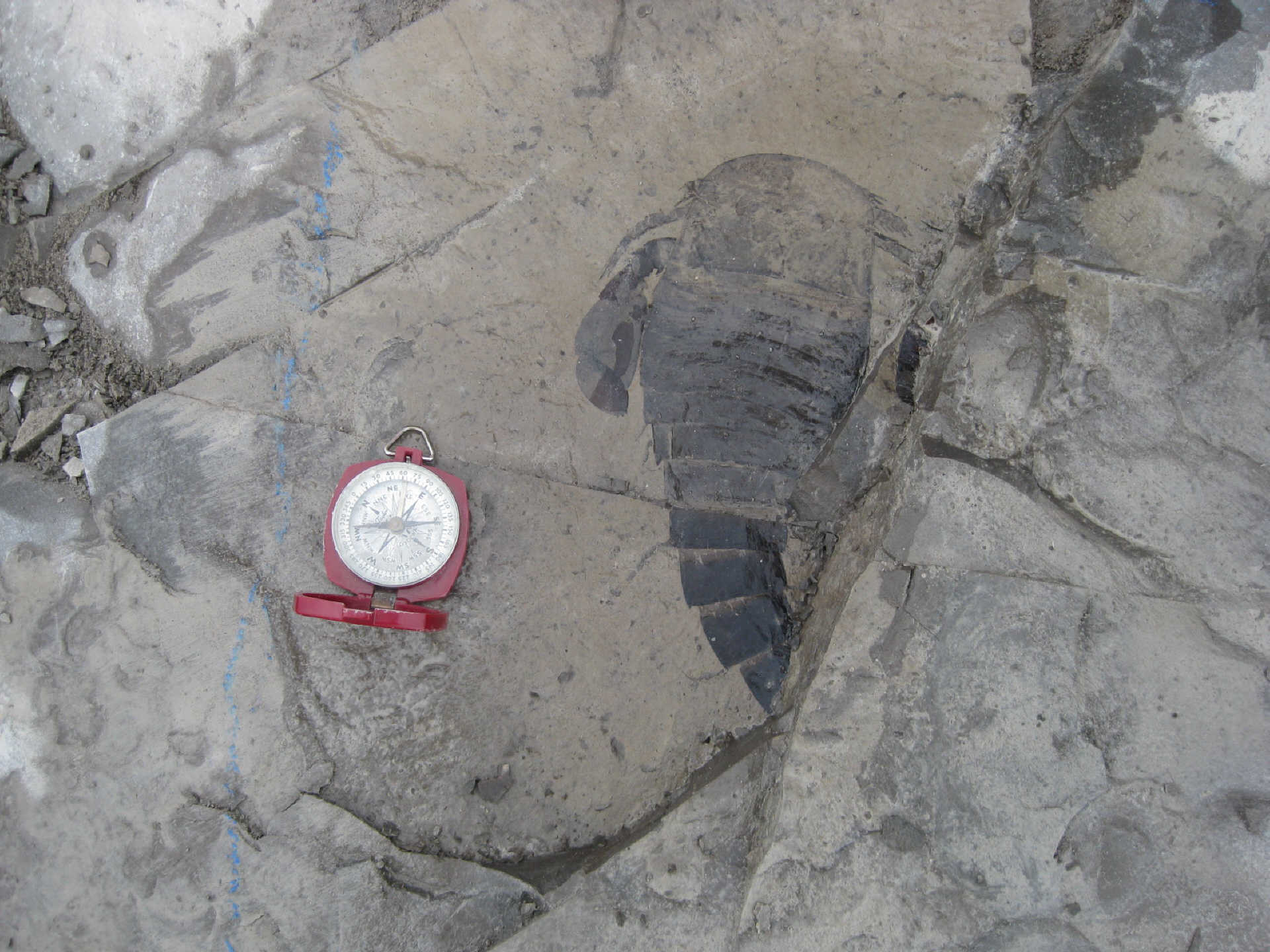 On The Trail Of The Elusive Eurypterids.