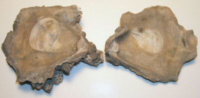 oyster_open_view_01_03.jpg