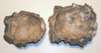 oyster_open_view_02_02.jpg
