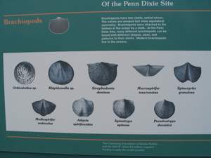 Penn-Dixie Fossil ID Board 1.jpg