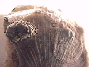 An Edrioasteriod from Bill Heimbrock