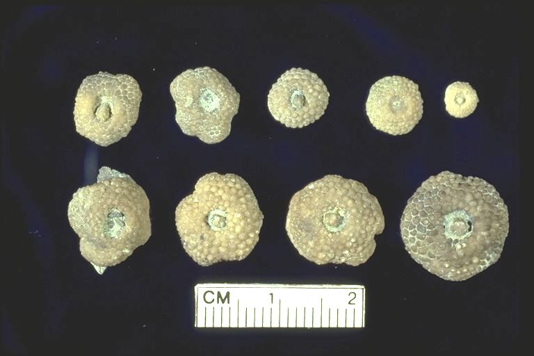 Lichenocrinus tuberculatus holdfasts weathered free fromthe substrate