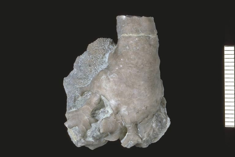 The encrusting holdfast of Anomalocrinus incurvus