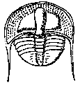 A Drawing of a Cryptolithus