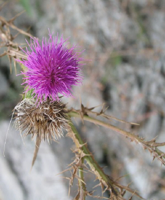 P1011404.jpg
