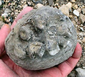 bryozoan_covering_clam2.jpg