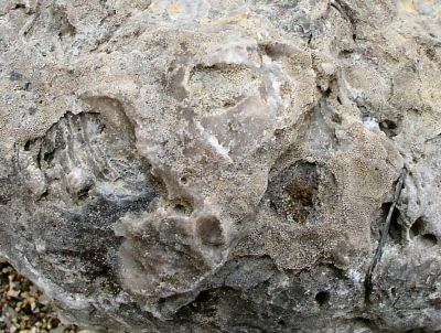 bryozoan_covering_clam4.jpg