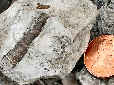 cornulites_huge.jpg