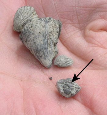 fossil_mix.jpg