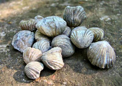 lepidocyclus.jpg