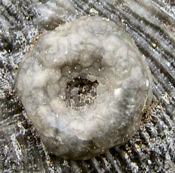 lichenocrinus.JPG