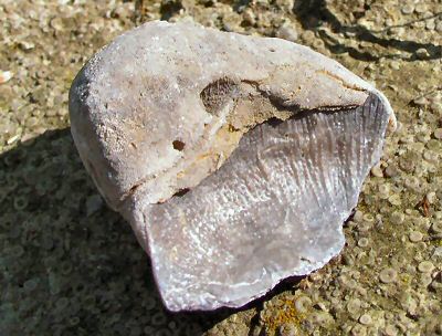 strophomena_and_bryozoan.jpg